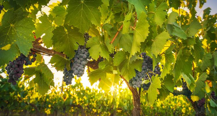 Trauben, die von Reben hängen, mit Sonnenlicht, das durch die Blätter bricht.
