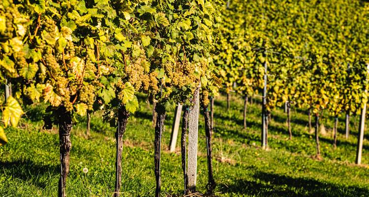 Reihen von Weinreben in einem Weinberg unter einem klaren Himmel.