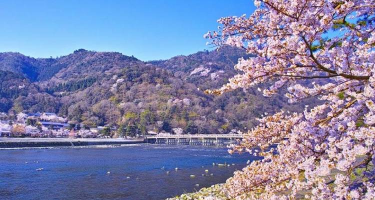 Luna de miel romántica de 10 días bajo los cerezos en flor (guía y chófer privados） - UME Travel Co. Ltd 7