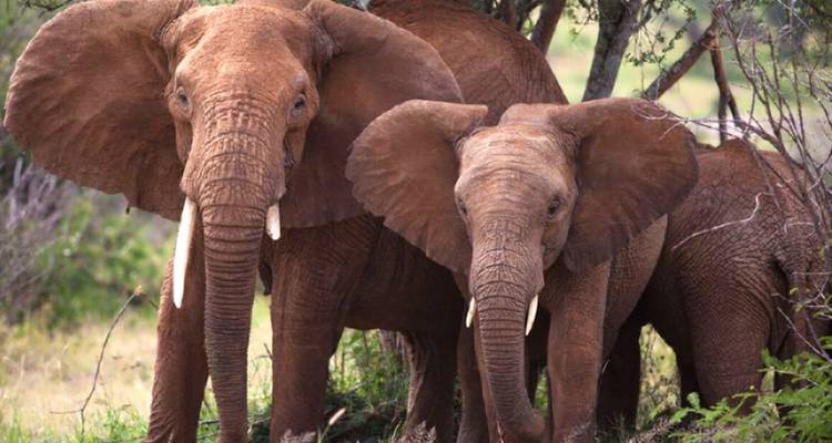 【Kenya】6 Days Superior Safari Tour Packages - Delightful Travel 2