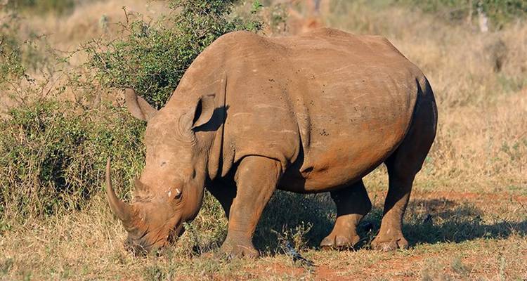 【Kenya】6 Days Superior Safari Tour Packages - Delightful Travel 3