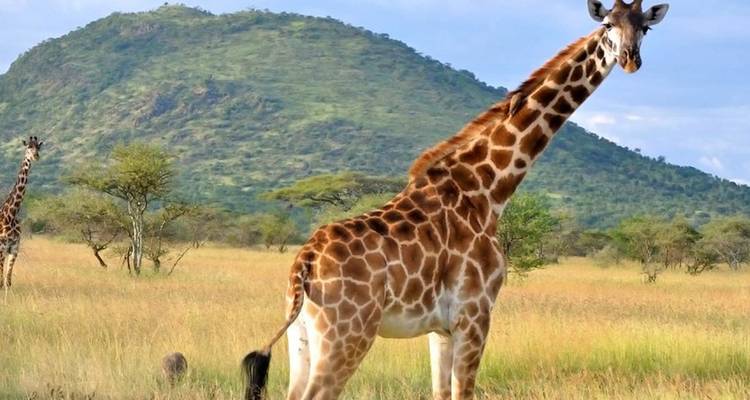 【Kenya】6 Days Superior Safari Tour Packages - Delightful Travel 4
