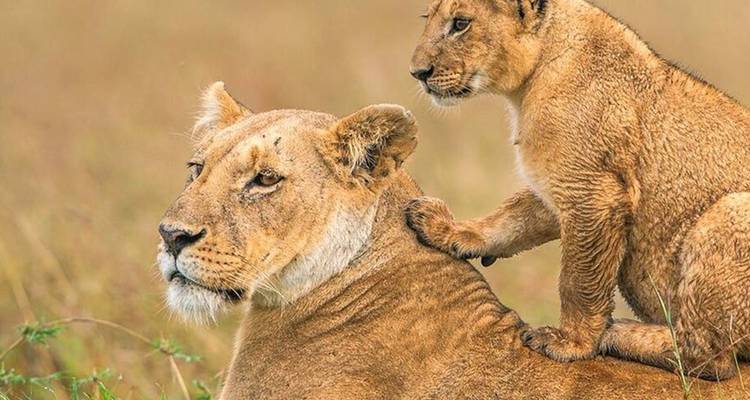 【Kenya】6 Days Superior Safari Tour Packages - Delightful Travel 7