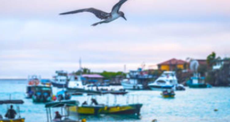 Ecuador complete experience Highlands, Amazon & Galapagos - 15 days - Gulliver Expeditions 1