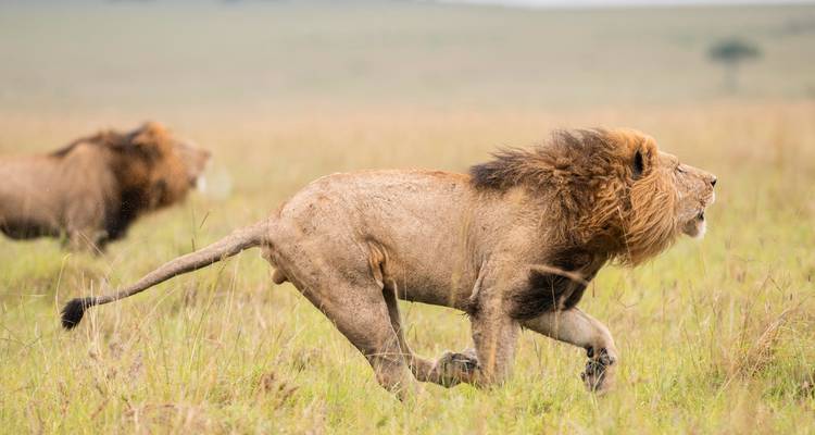 3 Day Maasai Mara Group Joining-Fixed Departure Dates - Samson's Safaris 1