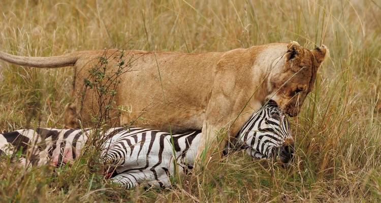 3 Day Maasai Mara Group Joining-Fixed Departure Dates - Samson's Safaris 2