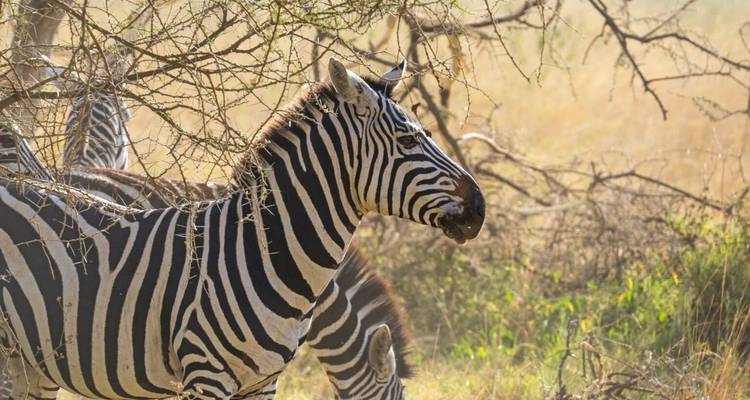 Safari exclusivo de 9 días a los Cinco Grandes de Tanzania *Migración de ñus *Incluido - Nature Safari 4