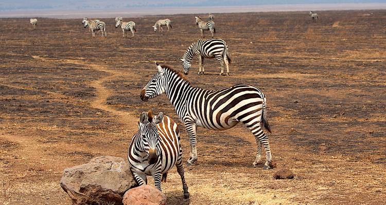 Safari exclusivo de 9 días a los Cinco Grandes de Tanzania *Migración de ñus *Incluido - Nature Safari 6