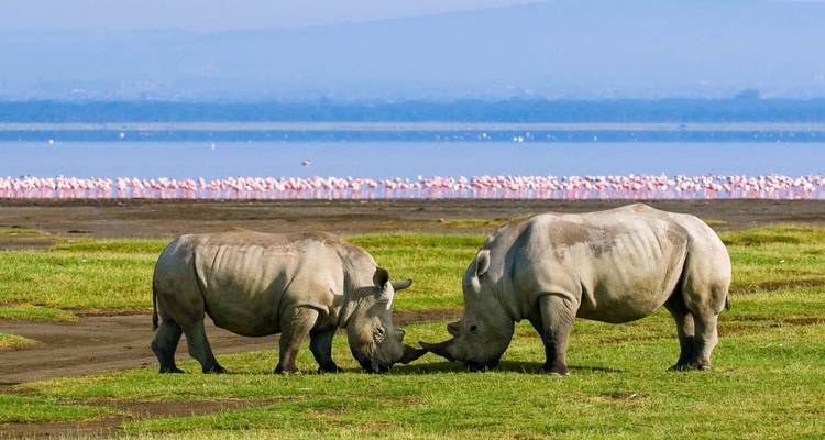 4 Day Maasai Mara & Nakuru Group Joining Safari- Fixed Departure Dates - Samson's Safaris 3