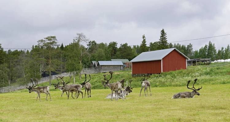 Lapland: Wilderness and the Arctic Ocean Adventure - DERTOUR 9