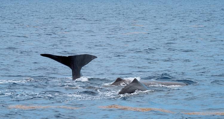 Experience Lofoten - on the road on the Arctic Route - DERTOUR 6