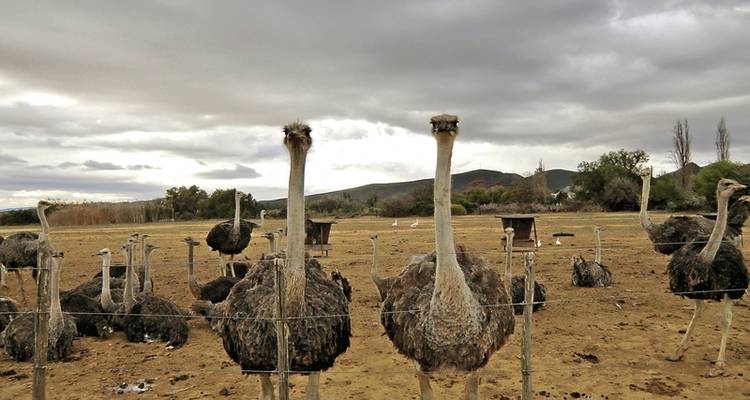 South Africa - Hiking the Highlights of the Cape Region and Garden Route - DERTOUR 9