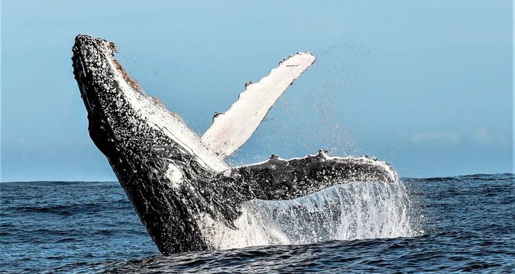 Breaching whale captured mid-air against a blue ocean backdrop.