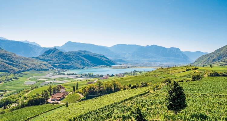 Aerial view of rolling vineyards by a lake with mountains in the distance.