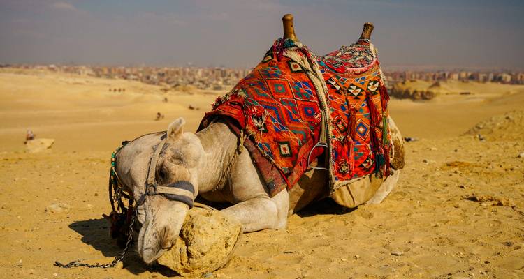 Een kameel die ligt in een zandige woestijn, bedekt met kleurrijke dekens.