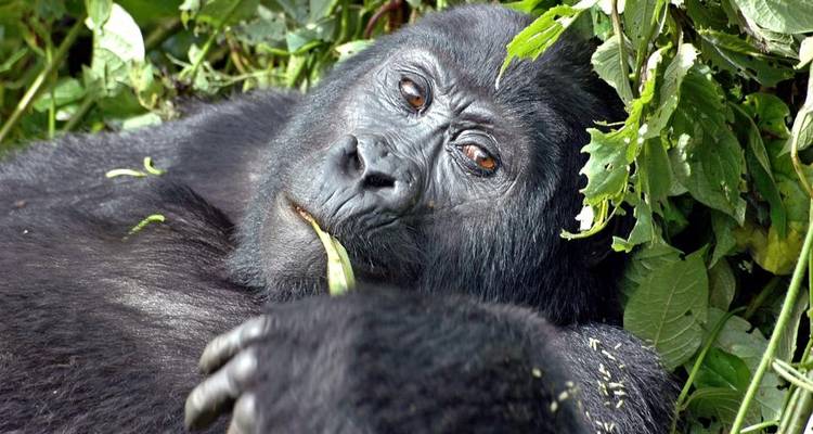 Sanctuary Gorilla Forest Camp - DERTOUR 5
