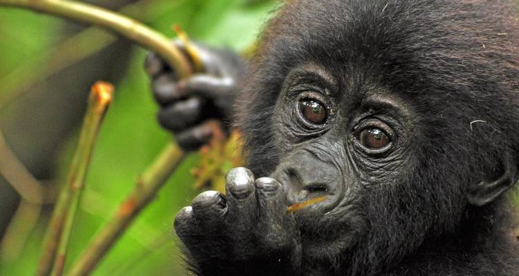 Nahaufnahme eines Gorillababys in einer üppigen Umgebung.