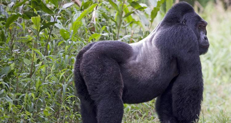 Erwachsener Gorilla, der in üppigem Grün steht.