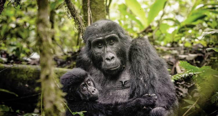 Gros plan d'un gorille avec son petit dans un environnement forestier.