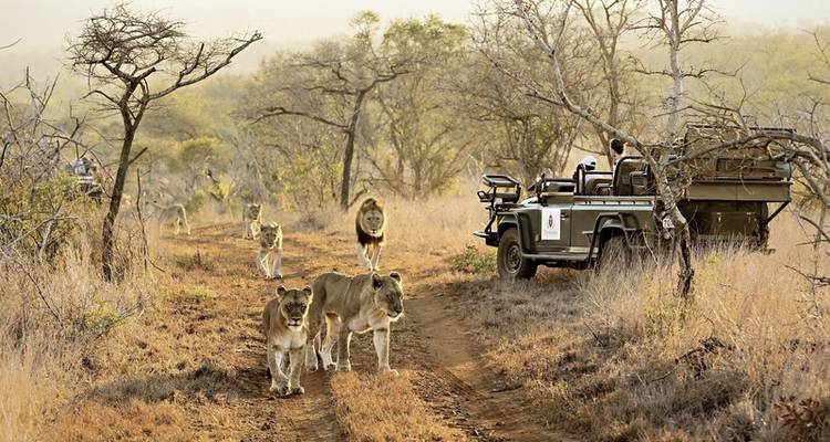 Thanda Safari & White Pearl Resort - DERTOUR 1