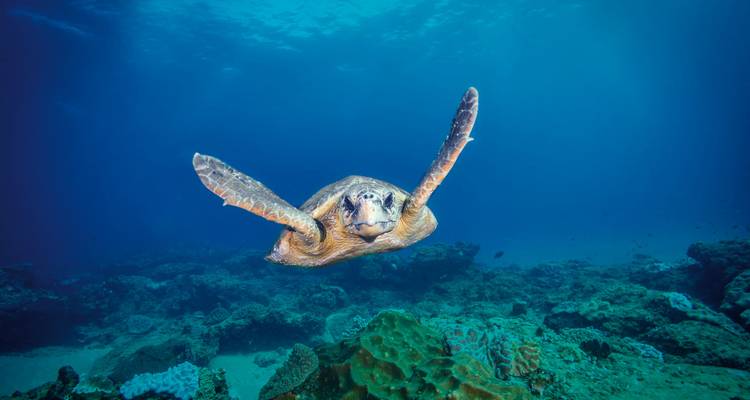 Plan sous-marin d'une tortue de mer nageant au-dessus d'un récif de corail.