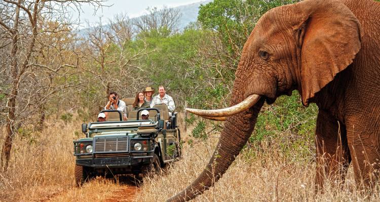 Scène de safari avec des touristes dans un véhicule observant un éléphant.