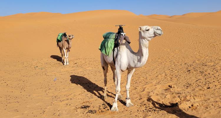 Deux chameaux dans un paysage désertique avec équipement.
