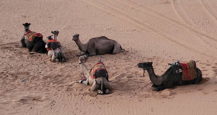 Groupe de chameaux se reposant sur les dunes de sable.