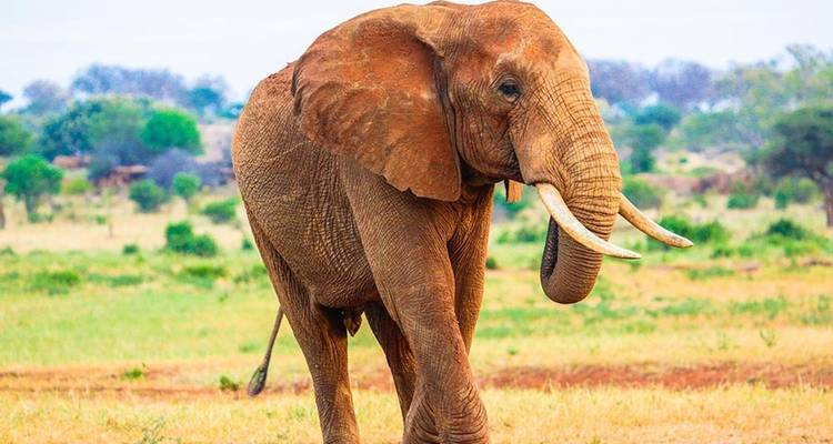 Surprising Great Wildebeest Migration & Zanzibar Highlights - Nature Safari 2