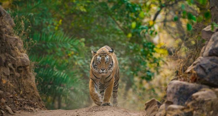 Aventura familiar en la India - Encounters Travel 5