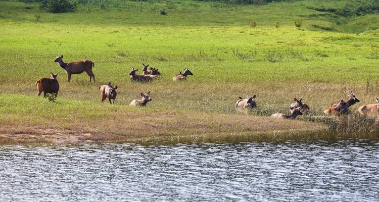 Depuis Kochi : Circuit de 3 jours dans le sanctuaire de Periyar ! -  Taj Voyages Tours  1