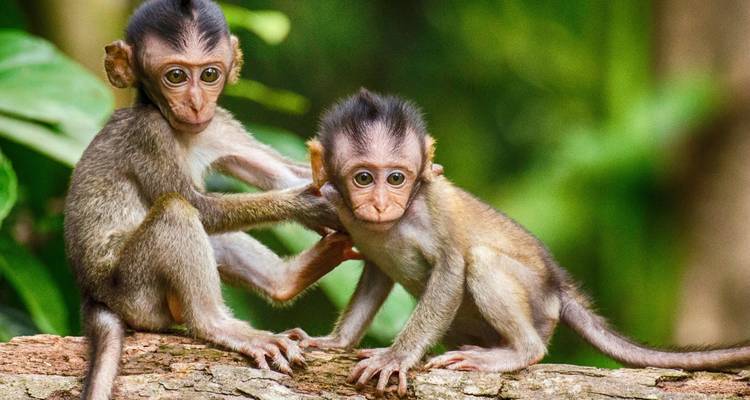 Depuis Kochi : Circuit de 3 jours dans le sanctuaire de Periyar ! -  Taj Voyages Tours  6