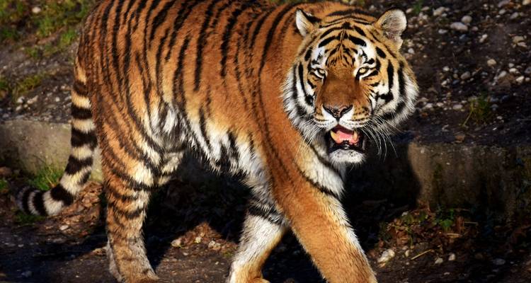 Depuis Kochi : Circuit de 3 jours dans le sanctuaire de Periyar ! -  Taj Voyages Tours  7