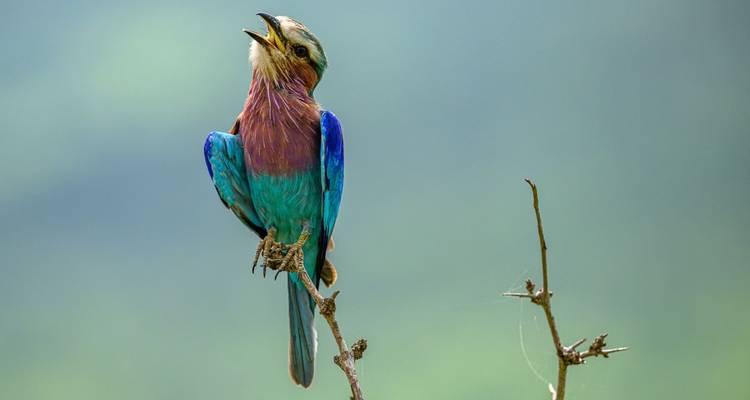 Unknown Tanzania - Livingstone, Mafia and Usambara - DIAMIR Erlebnisreisen 5