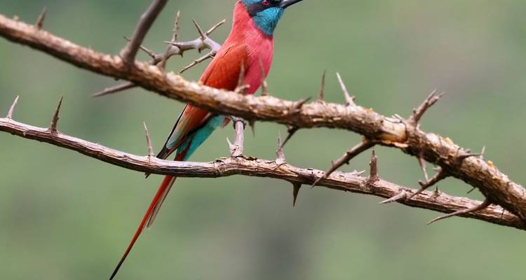 Unknown Tanzania - Livingstone, Mafia and Usambara - DIAMIR Erlebnisreisen 1