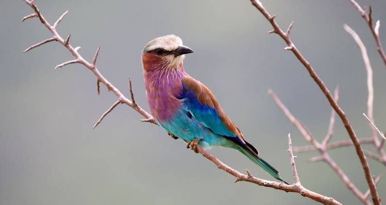 Unknown Tanzania - Livingstone, Mafia and Usambara - DIAMIR Erlebnisreisen 3