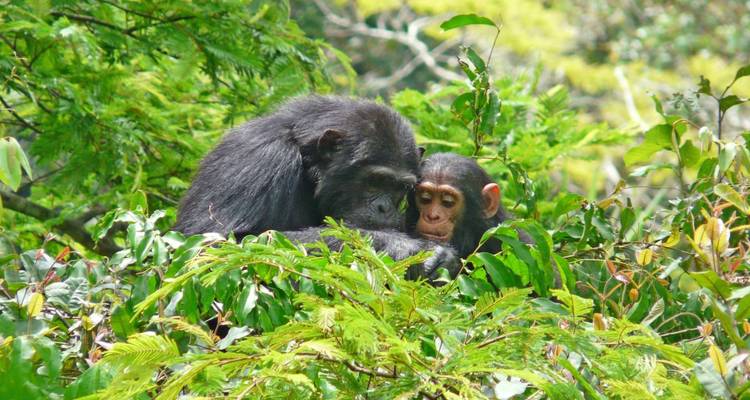 Unknown Tanzania - Livingstone, Mafia and Usambara - DIAMIR Erlebnisreisen 6