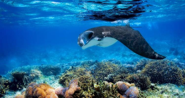 Ein Mantarochen, der über einem Korallenriff schwimmt.