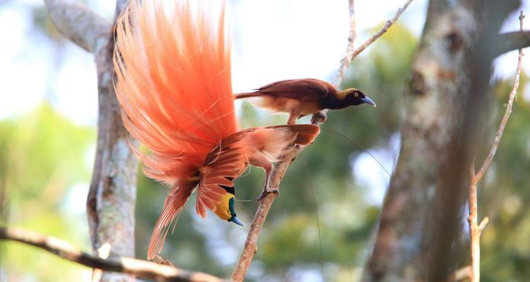 Zwei Paradiesvögel, die auf einem Ast sitzen.