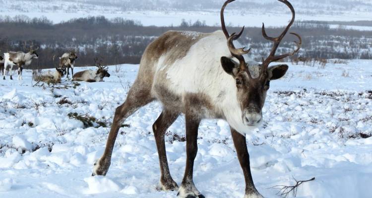 A reindeer standing proudly on a snowy landscape.