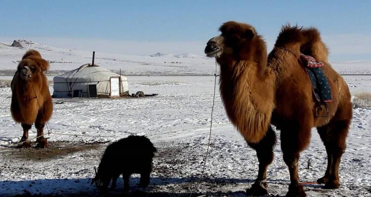 Camels and yurt in a snowy landscape.