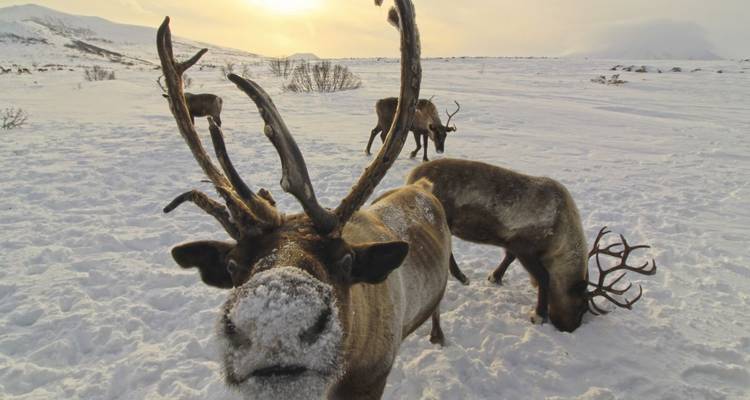Reindeer grazing in a snowy landscape.