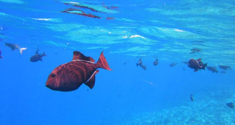 5 días Hurghada desde Berlín - STM Tours LLC 3