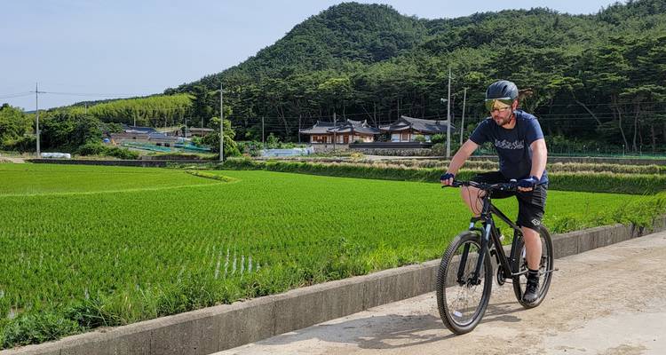 Radfahrer, der neben einem grünen Reisfeld fährt, mit traditionellen Gebäuden in der Ferne.