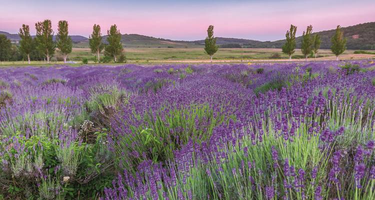 Treasures of Burgundy and Provence: Rhône & Saône (Lyon - Lyon) (including Beaujolais) - Lueftner Cruises 6