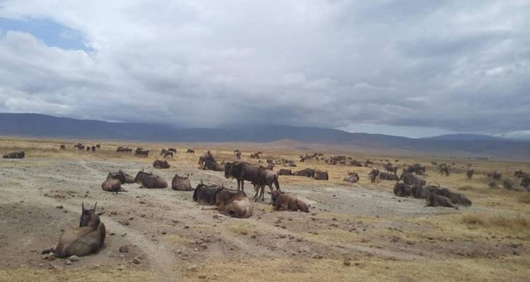 3 DAYS MAASAI MARA NATIONAL RESERVE - Grey Impala Safaris 2