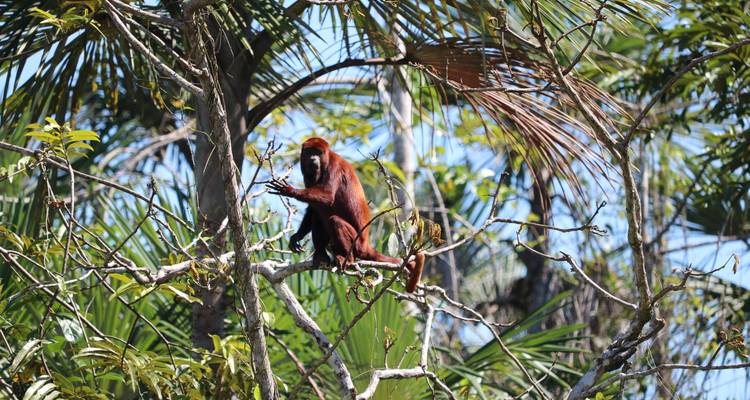 Amoureux de la nature en Amazonie 5j/4n - True Ecuador Travel 4