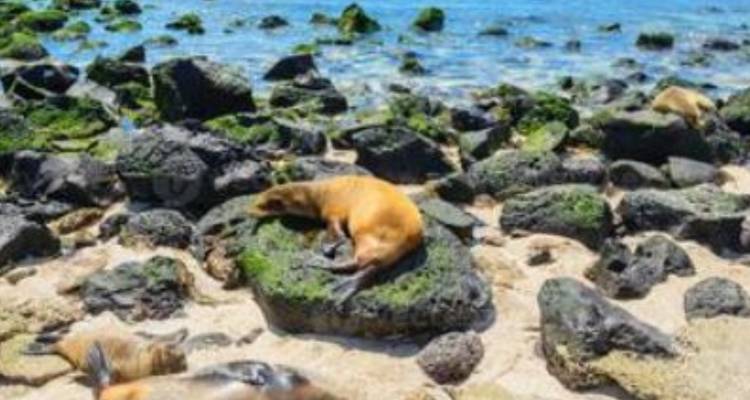 Galapagos complete adventure 3 islands - 10 days - Gulliver Expeditions 4