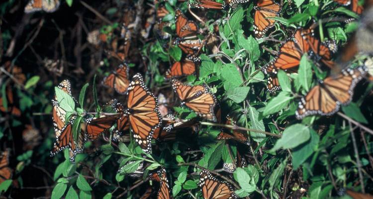 Migration des papillons monarques au Mexique - Tours of Distinction 7