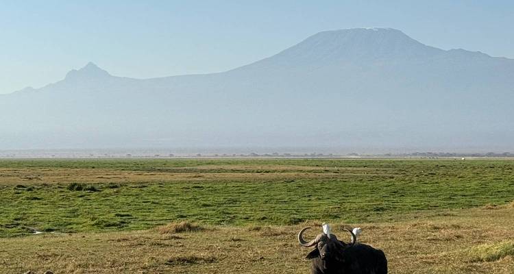 Eine Silhouette des Kilimandscharo mit einem Büffel im Vordergrund.